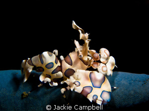 My first Harlequin shrimp. Canon S90 with Inon close up l... by Jackie Campbell 